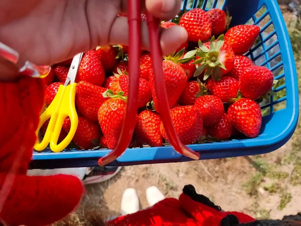 red and white strawberries in the market