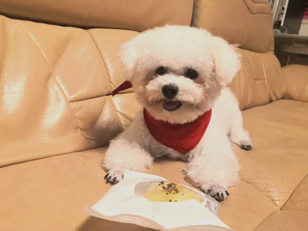 dog with a gift box