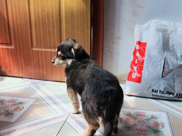 dog with a gift box