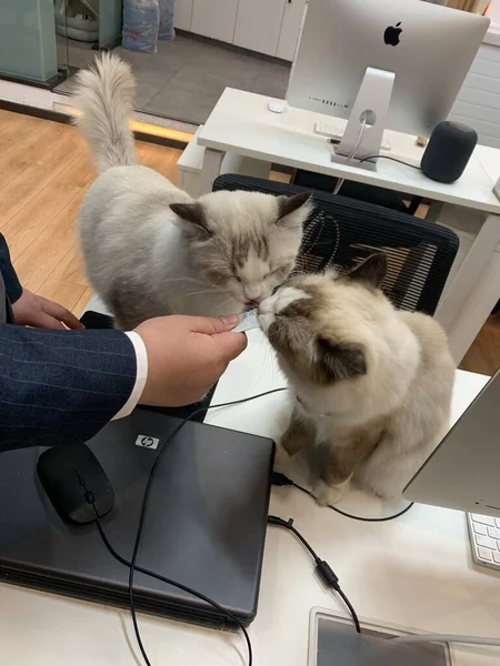 cat and mouse in the office