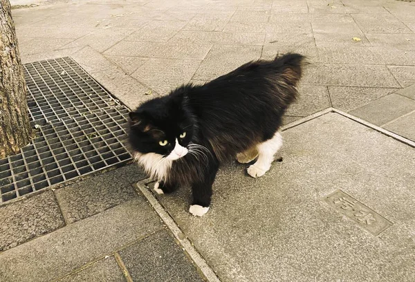 black cat with a white dog