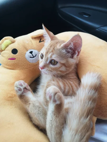 cute cat with a toy kitten