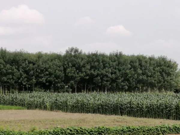 beautiful landscape with a tree and a field of trees