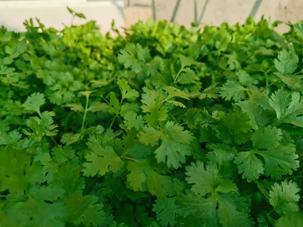 fresh green parsley in the garden