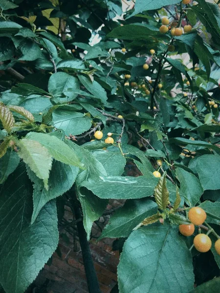 green leaves, flora and foliage