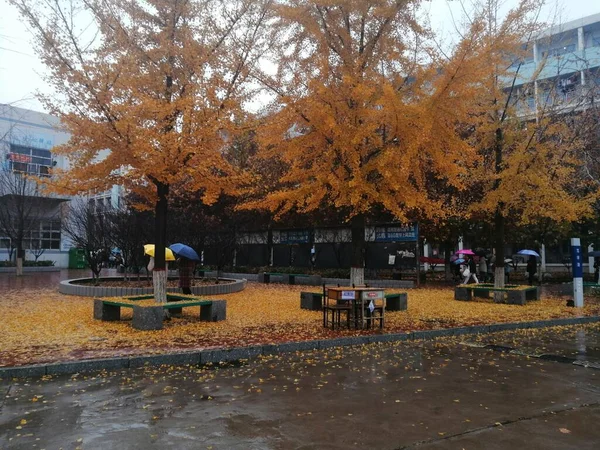 autumn park in the city