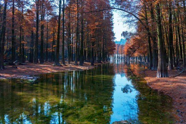 beautiful autumn landscape with trees and reflections