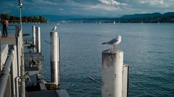 seagull on the pier in the city of trieste, italy