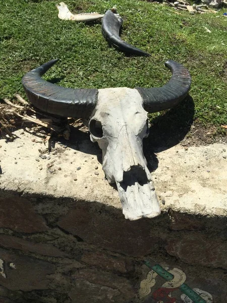 skull of the dead sea, the bull, a horns, a large, a cow, a head