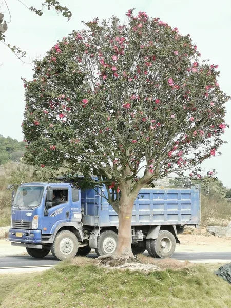 a small truck in the forest