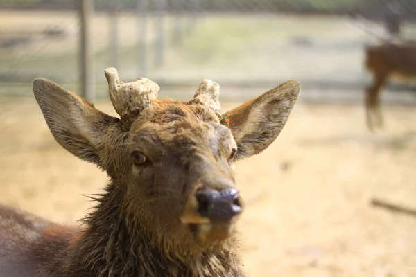 a closeup shot of a young deer in a field