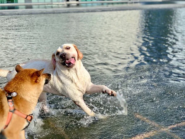 Dog Playing Water Drops Lake — 图库照片