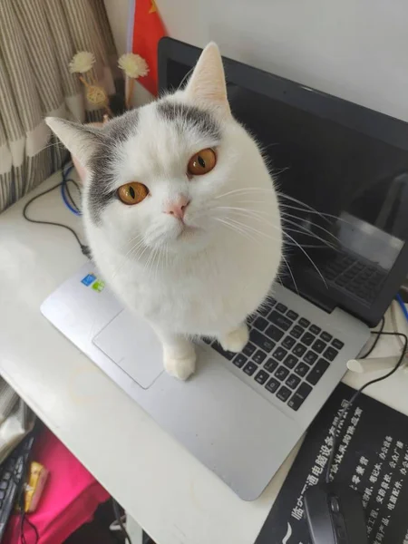 cat with a mouse on the keyboard