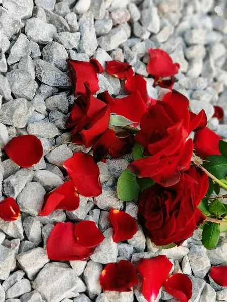 red roses on a background of a rose