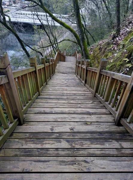 wooden bridge in the forest