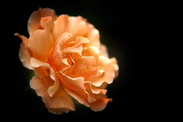 beautiful orange rose on black background
