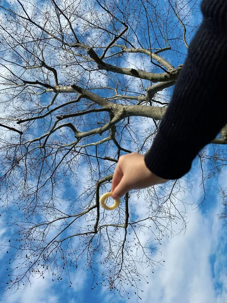 hand holding a tree branch with a blue sky