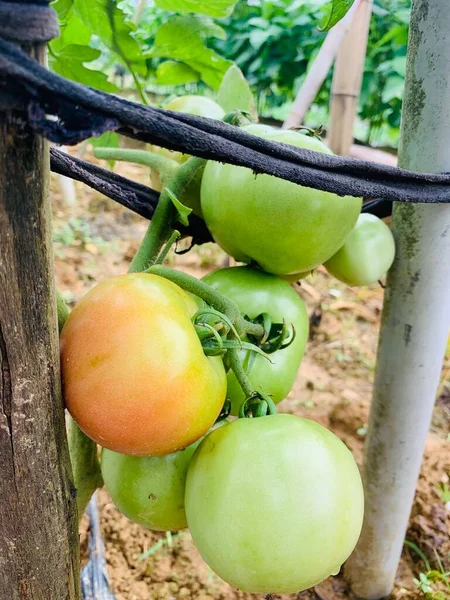 green tomatoes on the tree