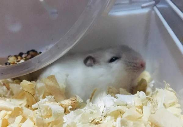 a closeup shot of a white cat eating popcorn