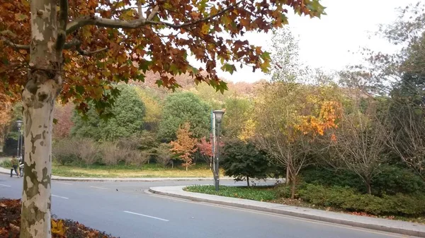 beautiful autumn landscape with trees and leaves