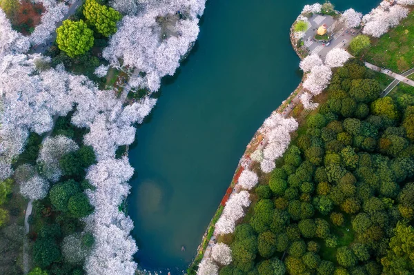 aerial drone view of the river in the forest