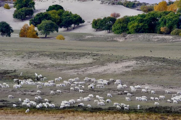 a herd of sheep in the field