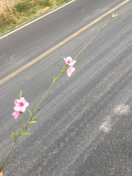 pink flowers on the road