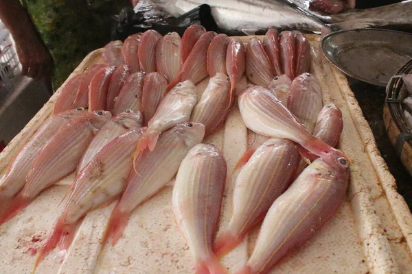 fresh fish in the market