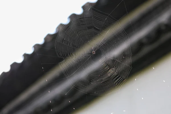 spider web on a white background