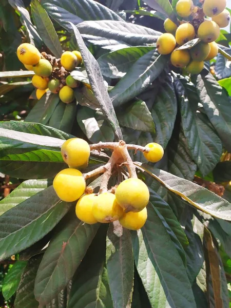 green tea plantation, fruits and berries