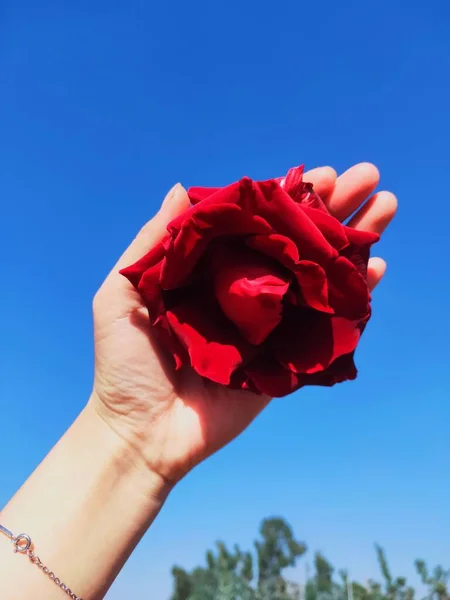red rose in the hand of a woman\'s hands