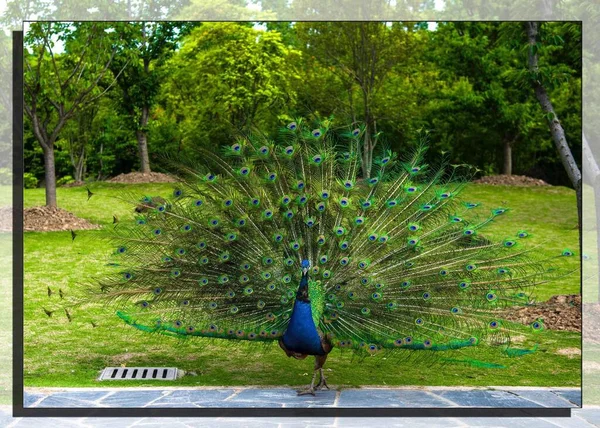 peacock with blue eyes