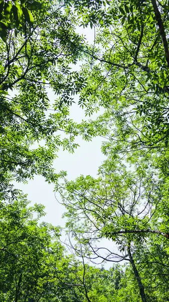 Hojas Verdes Bosque — Foto de Stock