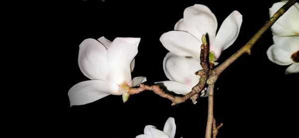white magnolia flowers on a black background