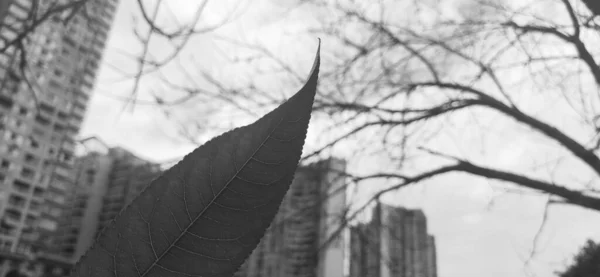 black and white leaves of a tree