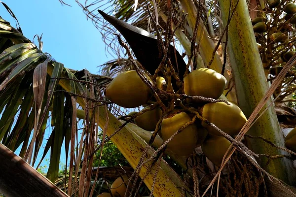 close up of a coconut tree with green leaves