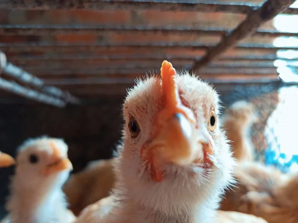 close up of a white chicken in the yard