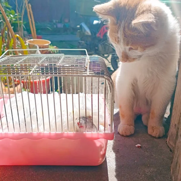 cat in the cage