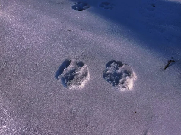 footprints on the beach in the winter
