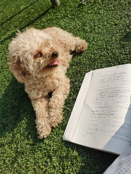 dog with a book and a stack of books