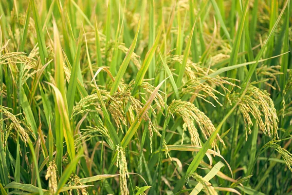 rice field, green grass, flora