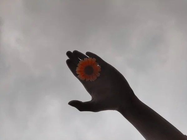 hand holding a flower in the hands of a woman