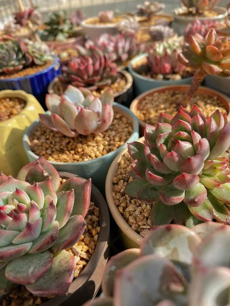 cactus in pots, succulent plants, succulents, cacti, green, pink, white, black,