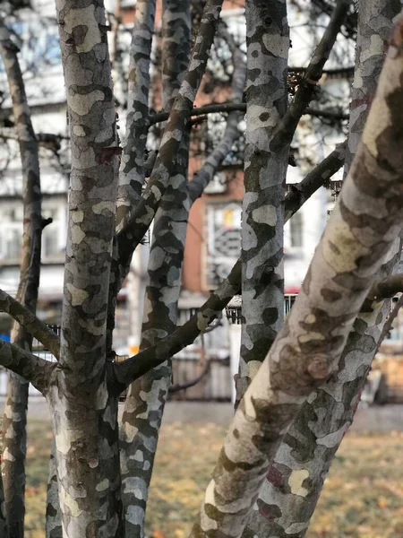 birch tree branches in the forest