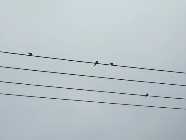 birds on the wires in the sky