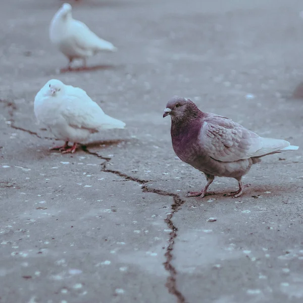 pigeons on the ground