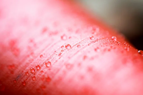 macro of a red rose with drops of water