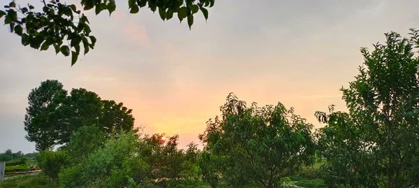 beautiful landscape with trees and green leaves