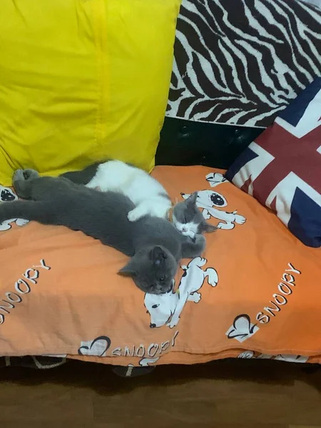 cat lying on bed with a dog