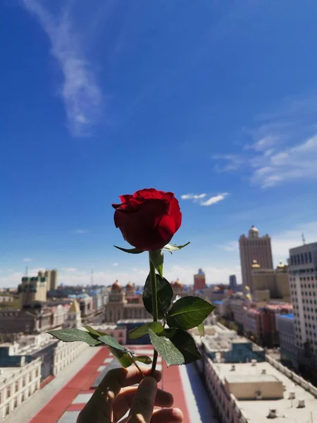 red roses in the city